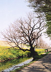 川井沼の西　柳