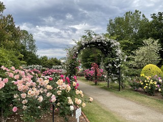 北部公園案内 バラ園 玉村町