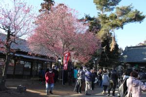 神明宮の紅梅