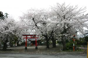 板井諏訪神社