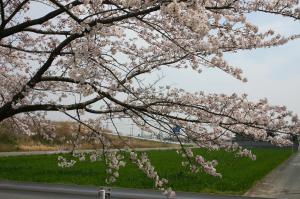 文化センター桜