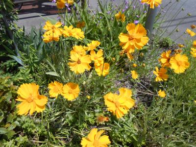 オオキンケイギク・花