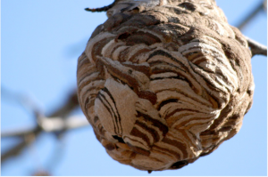 スズメバチの巣2