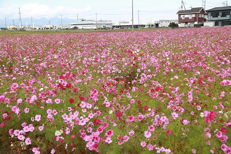 11.03コスモ鑑賞会（川井地区）のコスモス