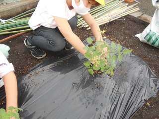 トマト苗を植えている女の子の写真です