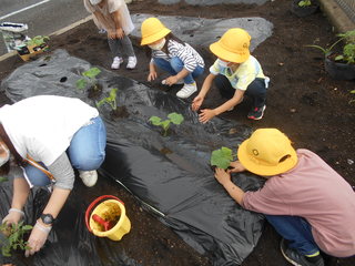 キュウリの苗を植えている子どもたちの様子です