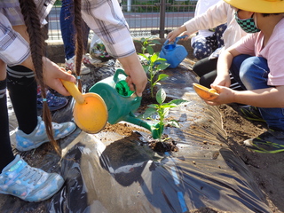 植えた苗に水をあげている子ども