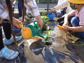 植えた苗に水をあげている子ども