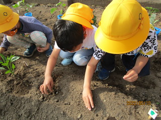 みんなで苗を植えているところ