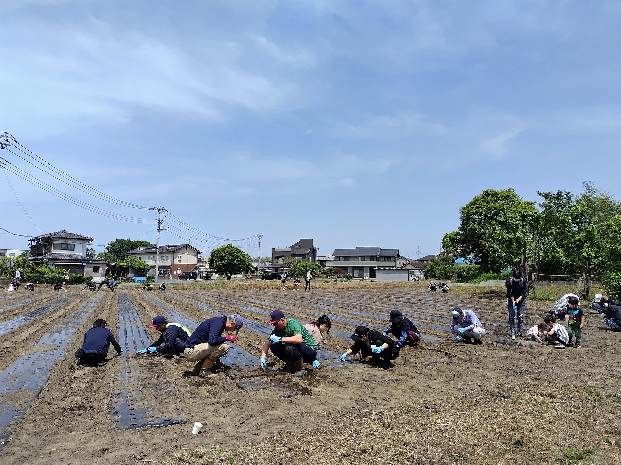 ひまわり種まきの写真
