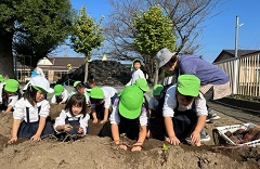 さつまいも掘り２