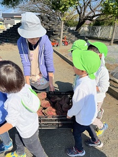 さつまいも掘り６