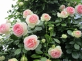 白にピンクのバラ