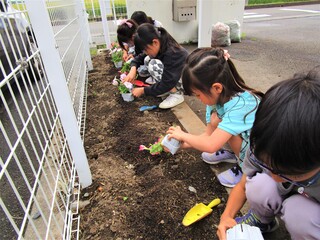 花の苗植え