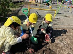 サツマイモ