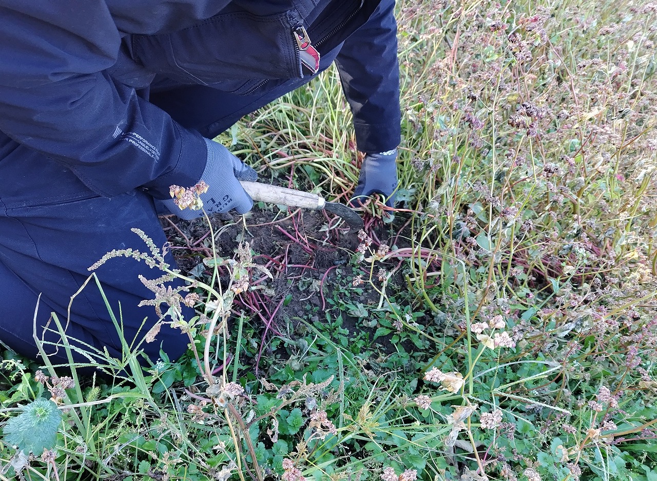 赤そば収穫作業