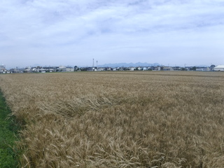 6月12日小麦