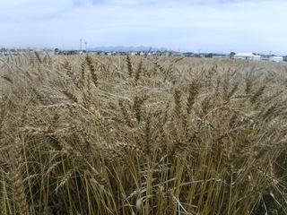 6月12日小麦接近