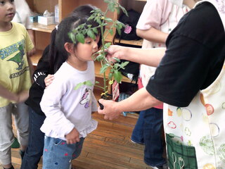 トマトのかおりを嗅いでいるところ