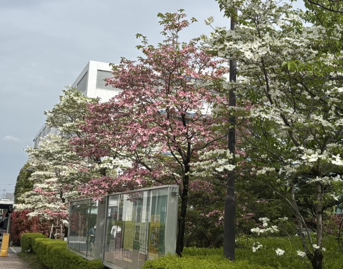 0422学内ハナミズキ