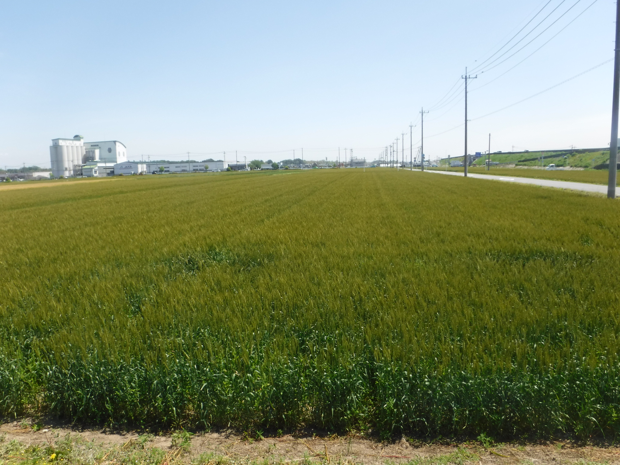 R8.5.7小麦 R8.5.7小麦