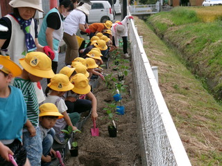 みんなで苗植え