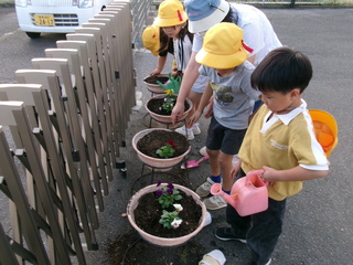 プランターの苗植え
